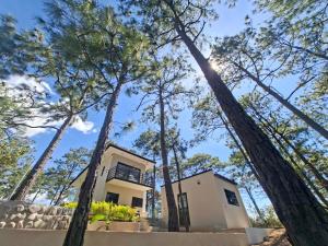 a house in the middle of trees at Villa 1991 in San Ignacio