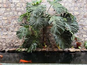 a couple of palm trees and a kite in a pond at Half Village, Nha Trang in Nha Trang