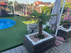 a palm tree in a planter in a backyard at Casa verde in Săcălaz