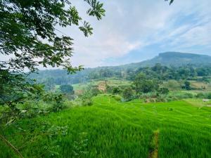 a field of green grass with mountains in the background at Eco Camping Resort Ella in Bandarawela +12 photos
