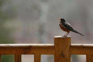 a bird perched on top of a wooden rail at Coast Hillcrest Hotel in Revelstoke