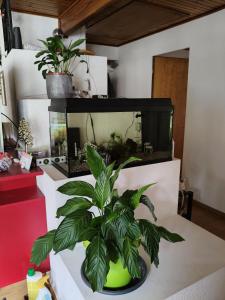 a plant in a fish tank on a table at Flumserberg pur, Auszeit am Walensee in Flums