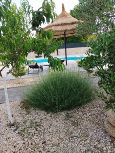 a umbrella and a bush with a grass at Rocky in Razvala