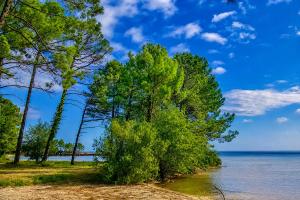 a group of trees on the shore of a lake at Camping du Lac de Cazaux in La Teste-de-Buch +6 photos