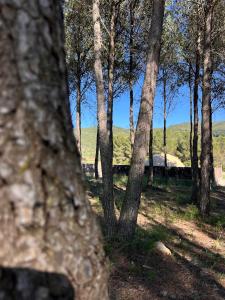 a group of trees in a field with a hill in the background at El Molí Glamping Escapada Romántica in Adzaneta