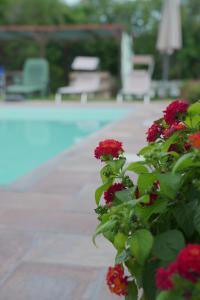 a plant with red flowers next to a swimming pool at La dimora degli Etruschi in Civitella Cesi