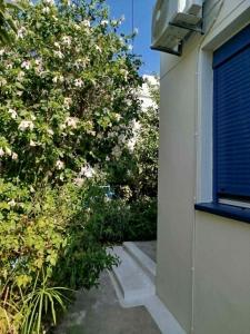 a bush with pink flowers next to a building at Δωμάτια Σοφία in Agios Kirykos