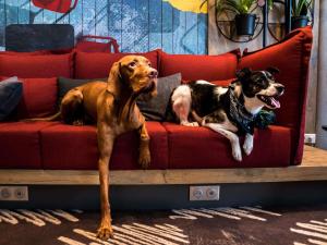 two dogs are sitting on a red couch at ibis Vilnius Centre in Vilnius