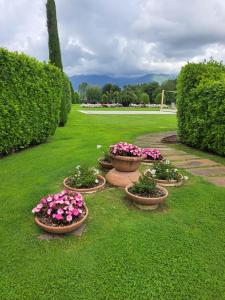 a row of potted plants sitting on the grass at Il Timo in Capannori +20 photos