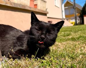 a black cat laying in the grass with its tongue out at Balatonlelle Apartmanház in Balatonlelle