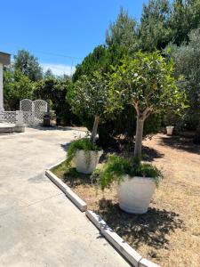 two large white pots with trees in a yard at Tenuta Serena Apartments in Molfetta