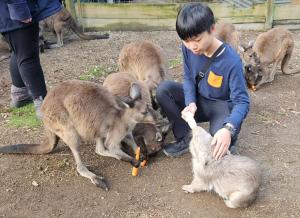 a young boy feeding a bunch of kangaroos at Fauna Australia Wildlife Experience in Lavers Hill
