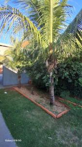 a couple of palm trees in a yard at Casa de férias Pôr do Sol 4 in Bataguaçu