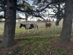 two horses walking in a field between two trees at The Dairy and Pines Tiny house by Tiny Away in Shadforth +4 photos