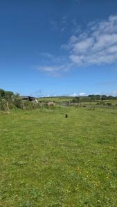 a cow grazing in a field of green grass at Emilies Bell Tent in St Ives