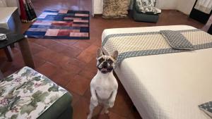 Ein Hund steht zwischen zwei Betten in einem Zimmer in der Unterkunft Villette Monte Alto in Patti