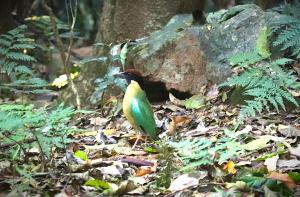 a bird standing on the ground in the forest at Bellthorpe Retreat in Bellthorpe +10 photos