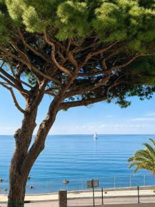 a tree in front of the ocean with a sail boat at Hotel VTF Clairefont - Bandol in Bandol +28 photos