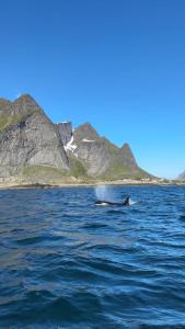 a dolphin swimming in the water with mountains in the background at Lofoten Bed & Breakfast Reine - Rooms & Apartments in Reine
