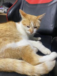 an orange and white cat laying on a chair at Carlos, el alojamiento in Mercedes