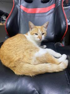 an orange and white cat laying on a black chair at Carlos, el alojamiento in Mercedes