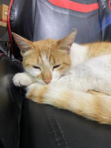 an orange and white cat sleeping on a chair at Carlos, el alojamiento in Mercedes