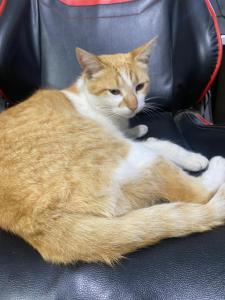 an orange and white cat laying on a chair at Carlos, el alojamiento in Mercedes