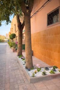 two trees in a sidewalk next to a building at Palm Hostel in Marrakesh