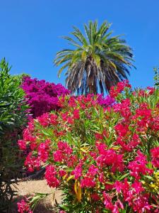 a palm tree and colourful flowers in front of a palm tree at Dimora Veneziani in Bisceglie