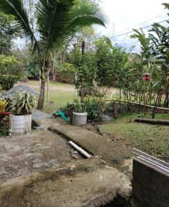 ein Garten mit einer Palme und einigen Pflanzen in der Unterkunft Apto 5 in Cartago