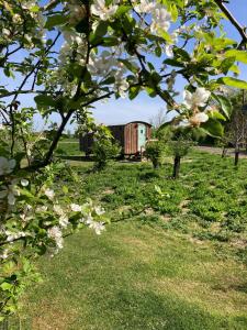 a tree with white flowers in a field at 2 - Daisy in Woodbridge +2 photos