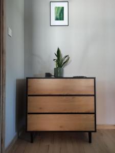 a dresser with a potted plant on top of it at Strázsa Porta in Monor +1 photo