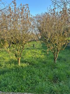 two trees in a field with green grass at LEMAFIOlY in Cemboing