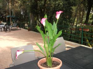 Zahrada ubytování B&B La Principessa