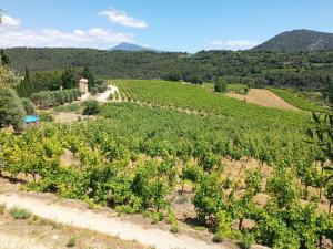 an image of a vineyard with a road in the middle at Le Pied-Redon in Lafare +3 photos