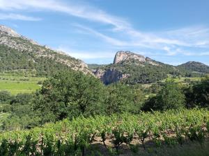 a vineyard with trees and mountains in the background at Le Pied-Redon in Lafare