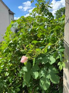 a pink flower on a bush with green leaves at Rosenwohnung in Neustrelitz +4 photos