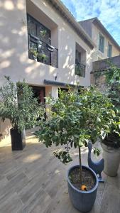 a bonsai tree in a pot in front of a house at Characterful house with private pool in Paulhan in Paulhan