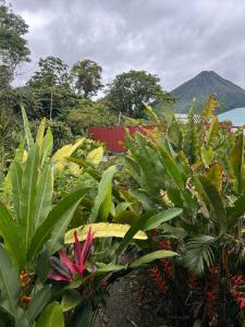 a garden with green plants and a mountain in the background at IkI Volcán Arenal #2 in Fortuna