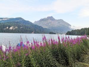 a field of purple flowers in front of a lake at Apartment 4 Bettwohnung by Interhome in Sils Maria
