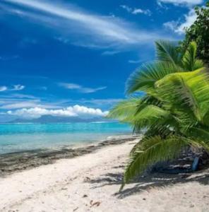 a palm tree on a beach with the ocean at F2 Tahiti Lagoon Stays in Punaauia