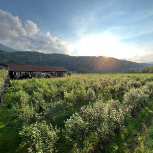 a field with a building in the middle of a field of flowers at Cascina Volpi in Montegrino Valtravaglia +6 photos