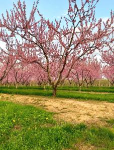 a group of pink cherry trees in a field at Honey & Hook Tiny Home with Breakfast in St. Catharines +12 photos