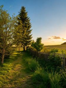 a path with trees and a fence in a field at Forest House near Klínovec with 5 Independent Apartments in Kovářská