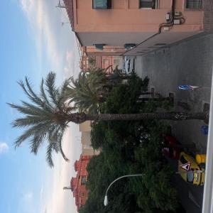a group of palm trees on the side of a building at Veleta Montserrat - Alicante in Alicante