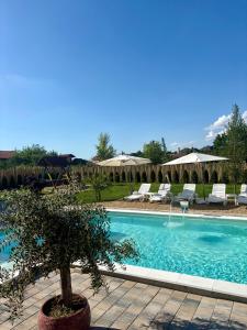 a pool with chairs and a tree in a yard at Eko Apartmani in Bački Petrovac