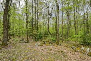 a wooded area with rocks and trees at Woodsy Way Cabin in Oakland