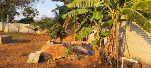 a banana tree in a yard next to a fence at Surya farms in Rajiv Gandhi International Airport