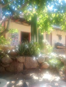 a house with a cactus in the yard at Hostal Rústico Las Pircas in Alcoguaz