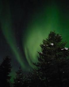 an aurora in the sky with trees in the foreground at Light Home in Sodankylä